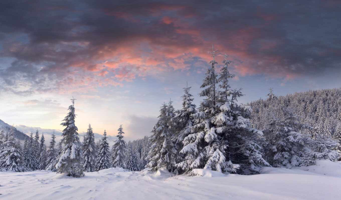 picture, snow, sunrise, winter, forest, christmas trees, cloud