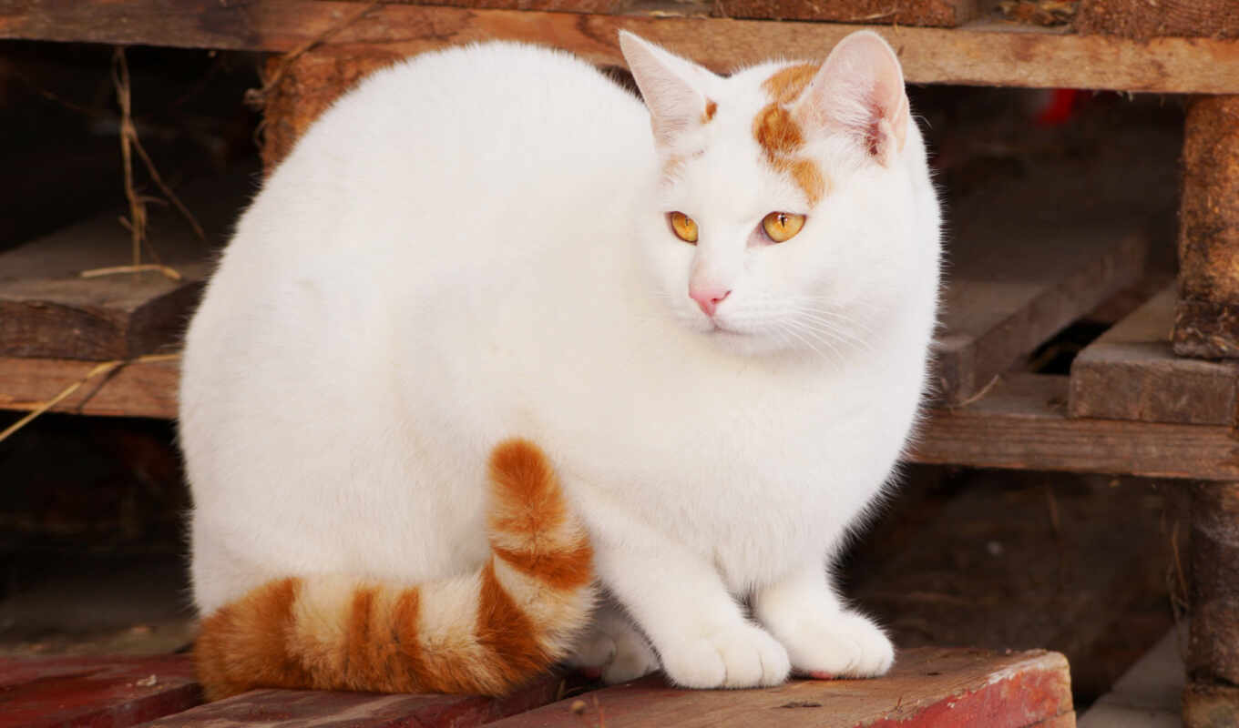white, кот