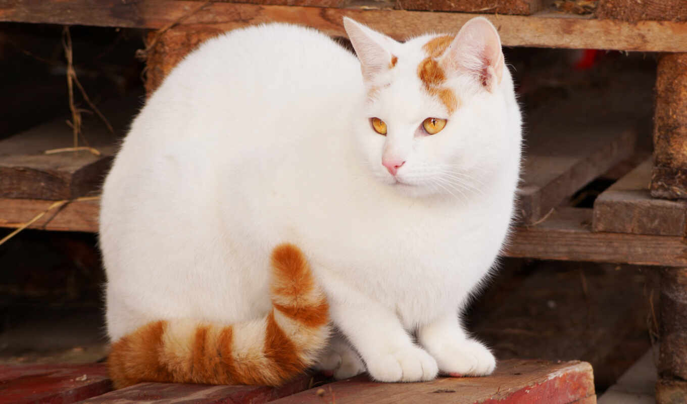 white, cat