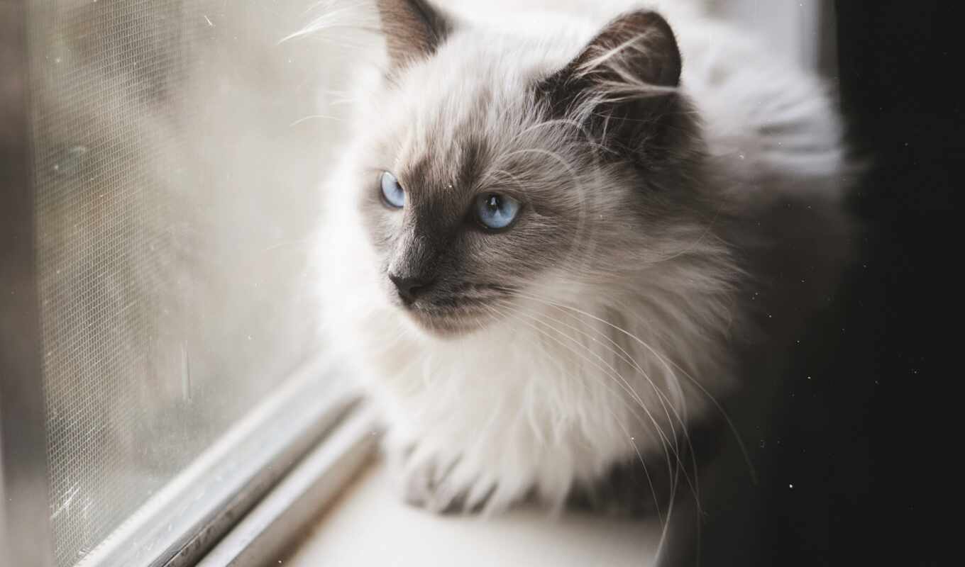 good, white, cat, cat, black, narrow, eye, azule