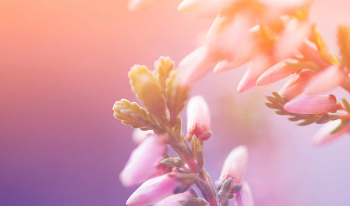 nature, flowers, light, petals, plant, morning, bud, blurring