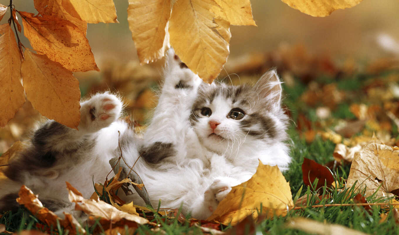 play, кот, cute, осень, котенок, пасть, kitty, leaf