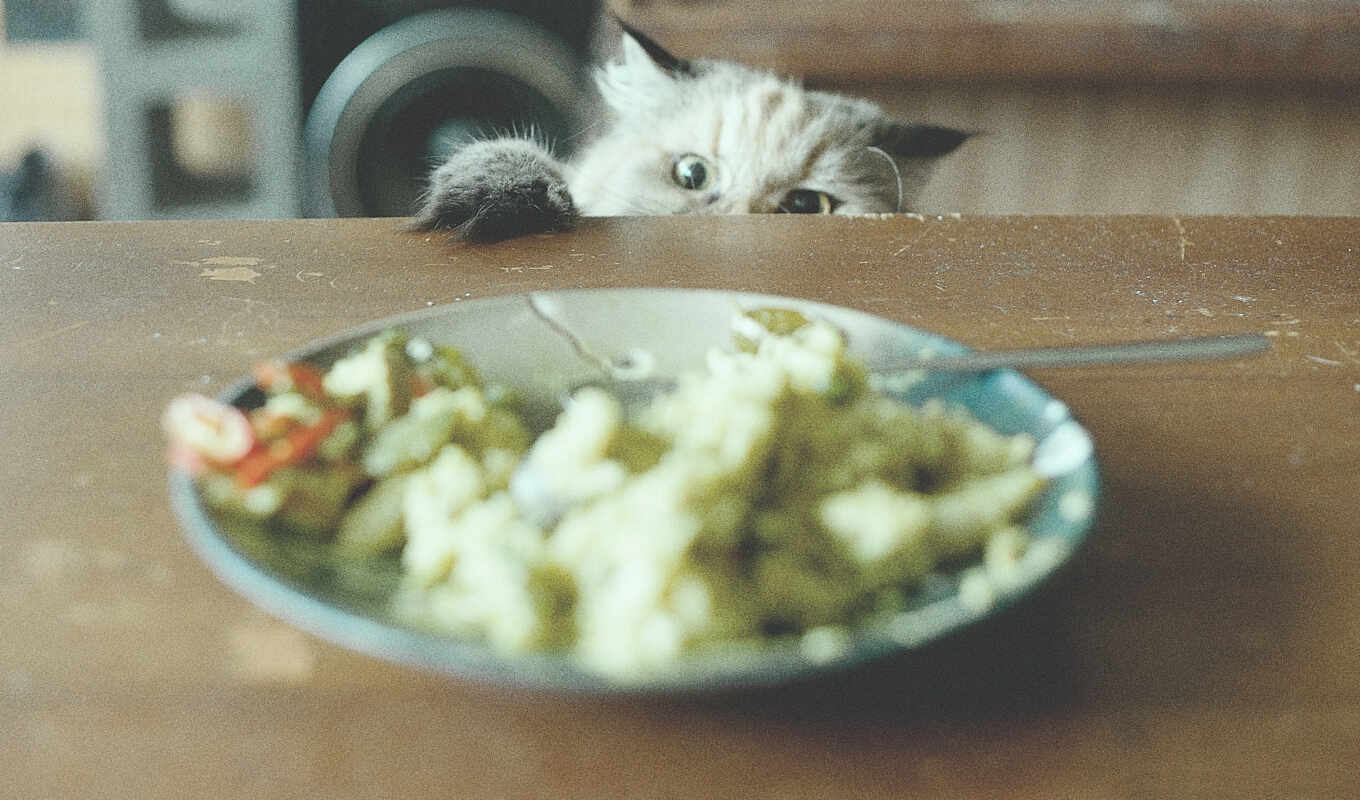 еда, кот