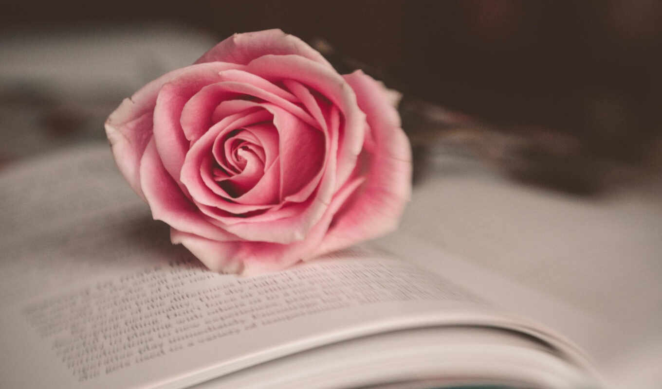 любовь цветок роза книга скачать