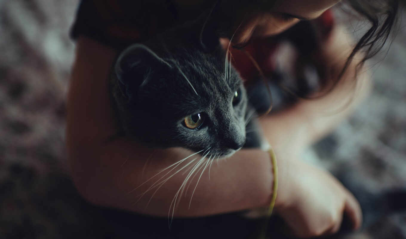 девушка, кот, смотреть, she, браслет, кошки, фильтры, руках