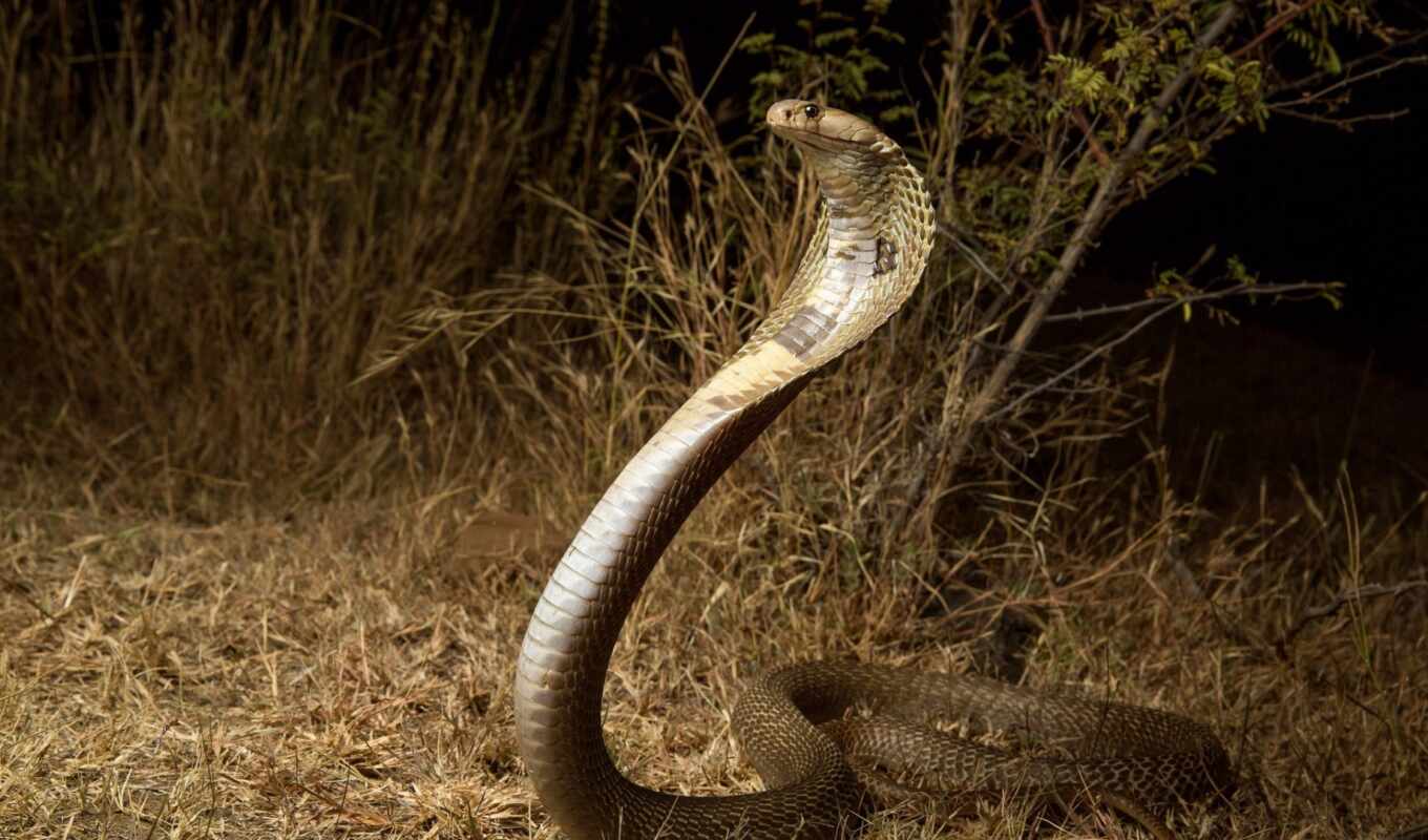 snake, cobras, cobra