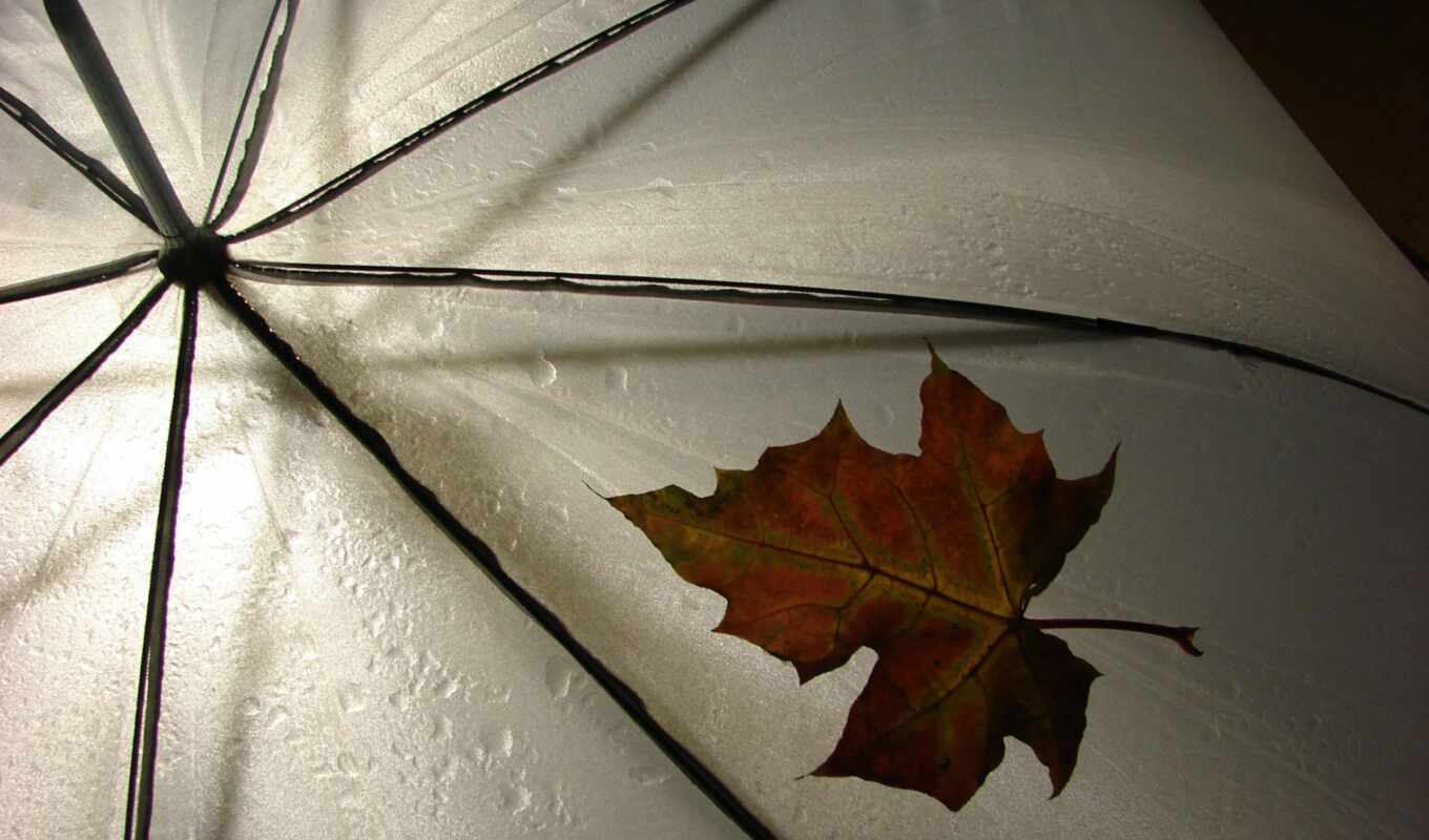 drop, девушка, лист, дождь, улица, осень, зонтик, drawing, фонарик