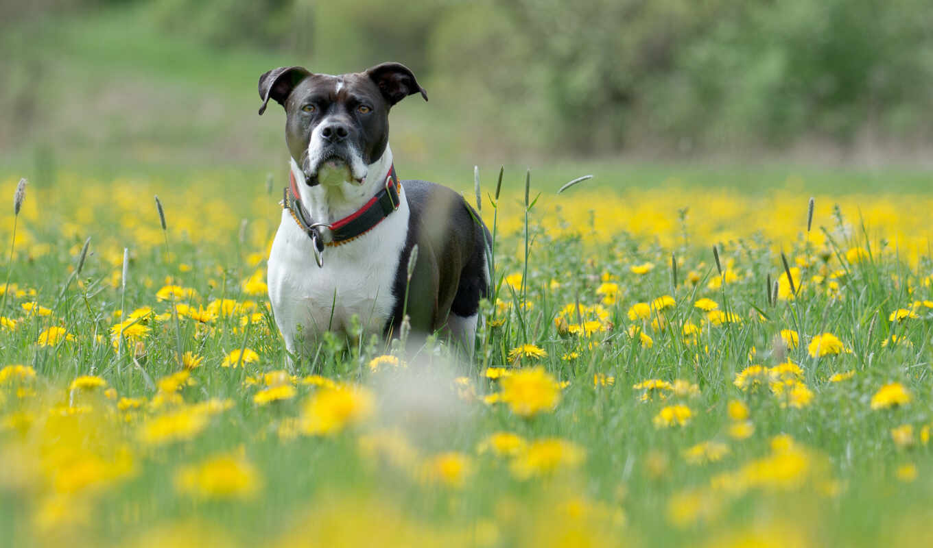цветы, картинка, трава, поле, собака, одуванчик, yellow, бультерьер, джек, canine, rasset