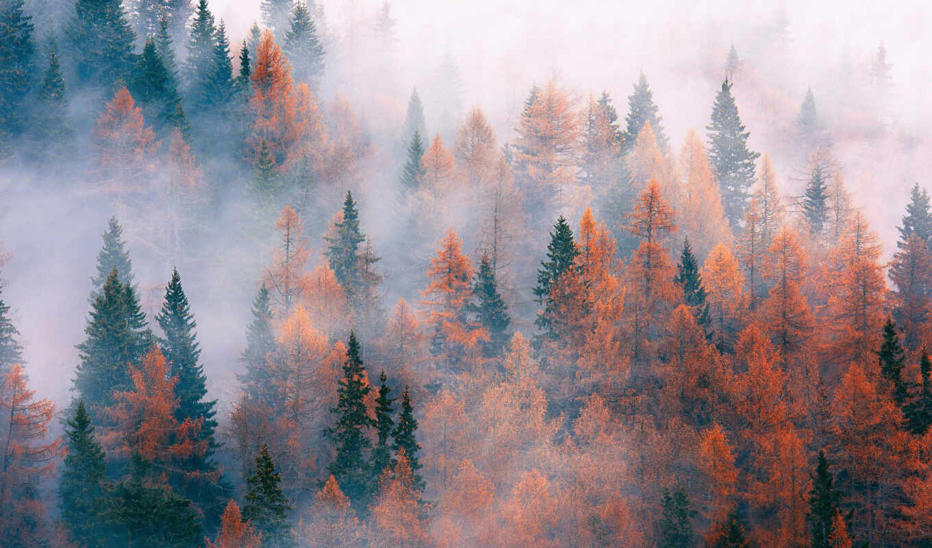 погода, дерево, лес, осень, туман, fore