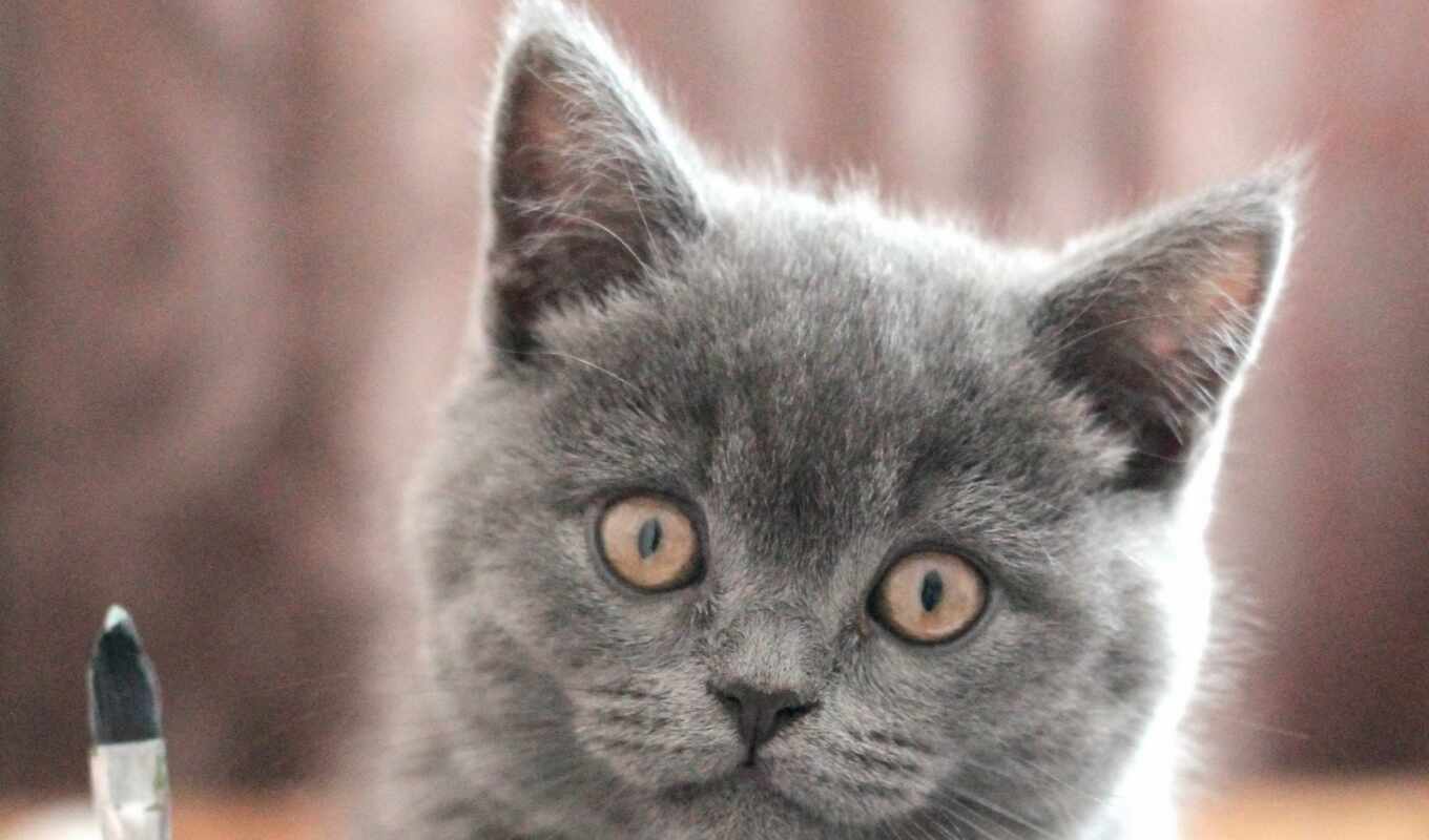 free, кот, british, little, котенок, короткошерстный, pixabay