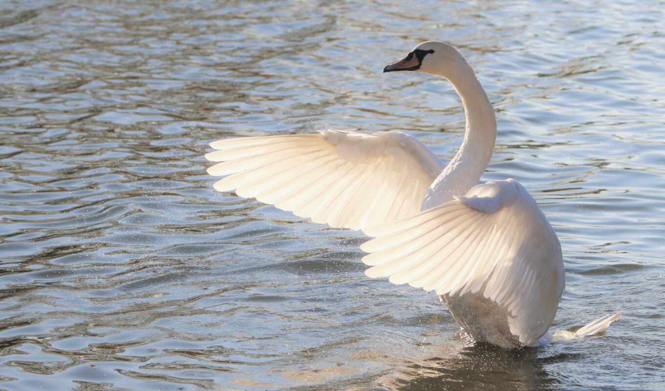 white, water, gallery, bird, pond, swan, wing, rare