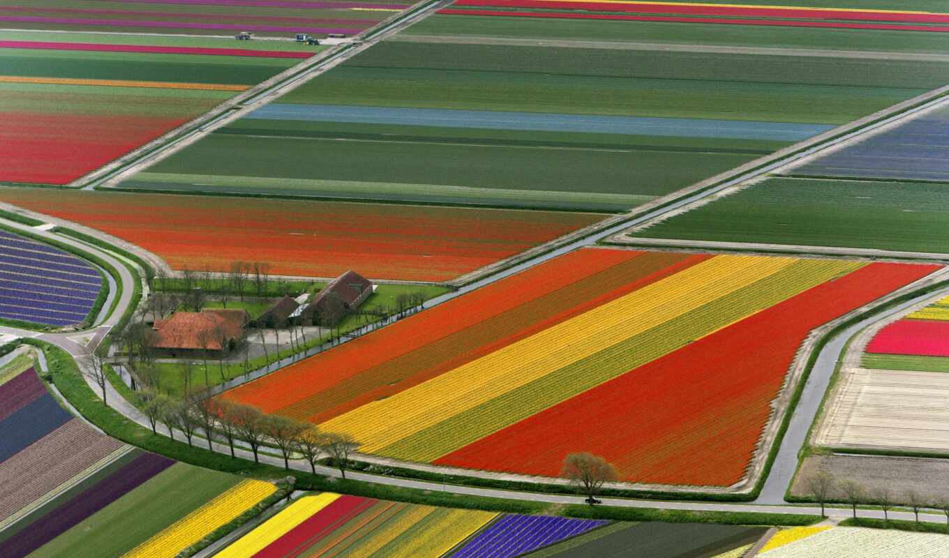 цветы, взгляд, красочные, поле, amsterdam, нидерланды, тюльпан