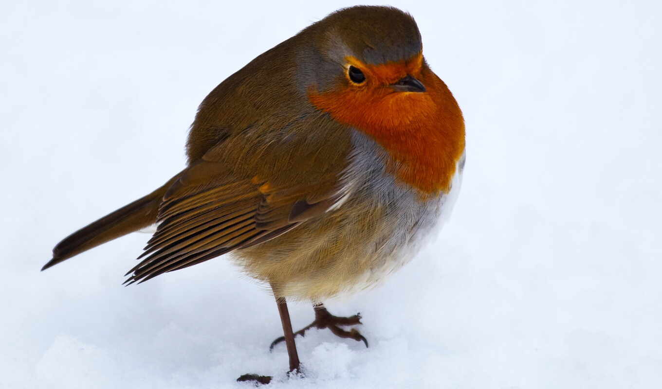to listen, bird, robin, european, ave, eeeeeeeeeeeeeeeeeeeeeeeee