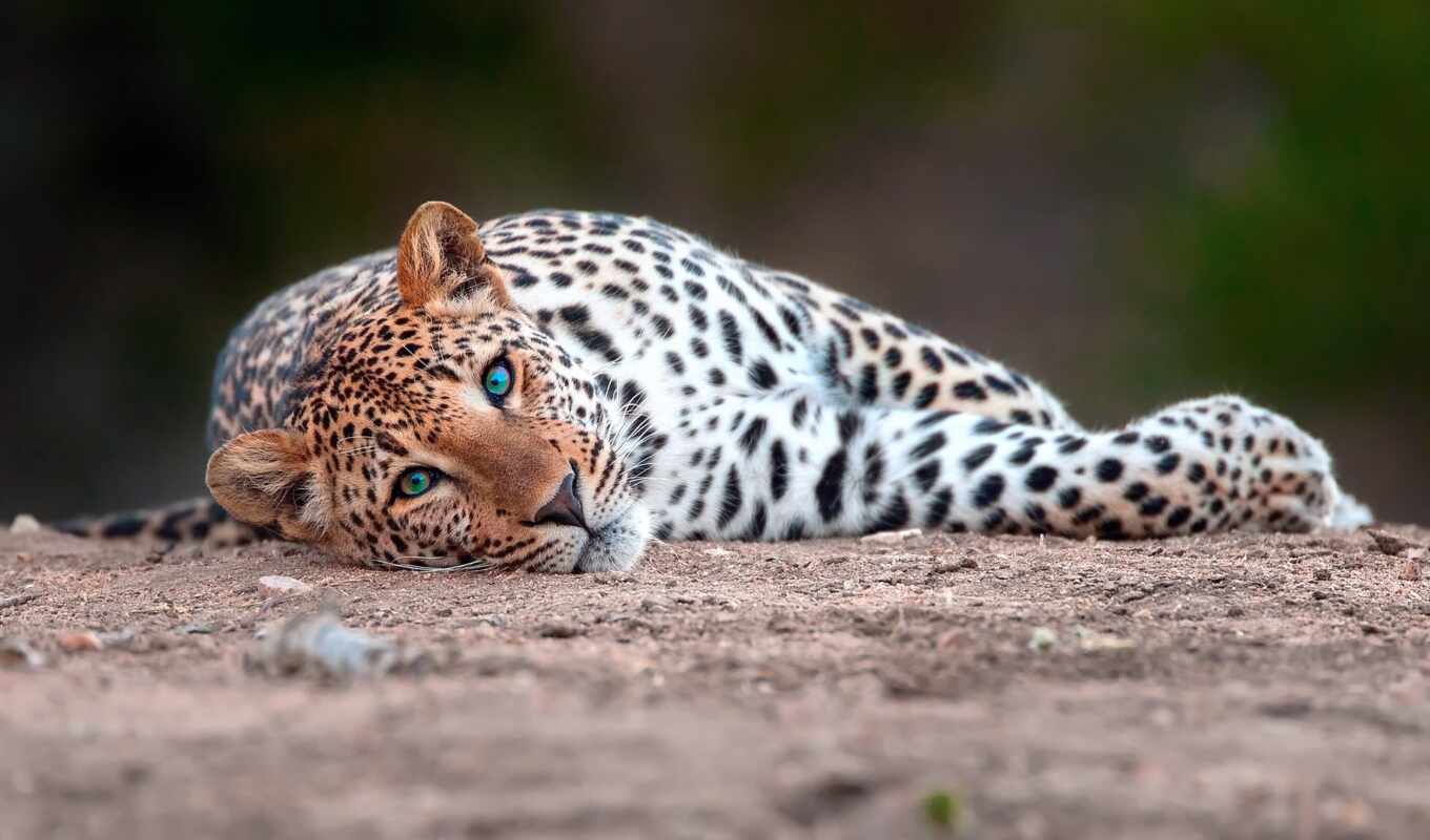 cat, see, rest, leopard, wild, animal, a mammal