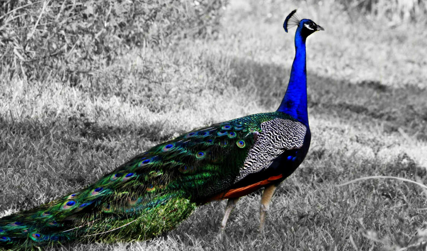 page, tail, peacock, tavus, kuşu