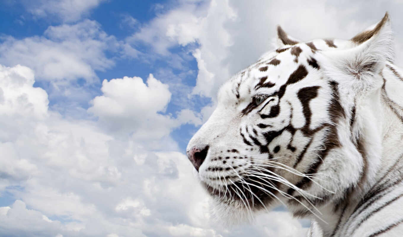 sky, fone, white, completely, profile, tiger, wpapers, cloud