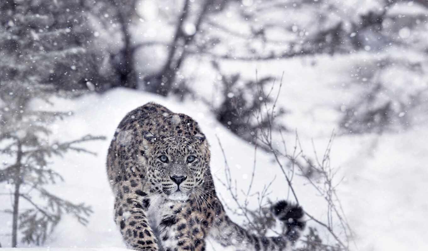black, white, снег, winter, кот, леопард, хищник, wild, animal