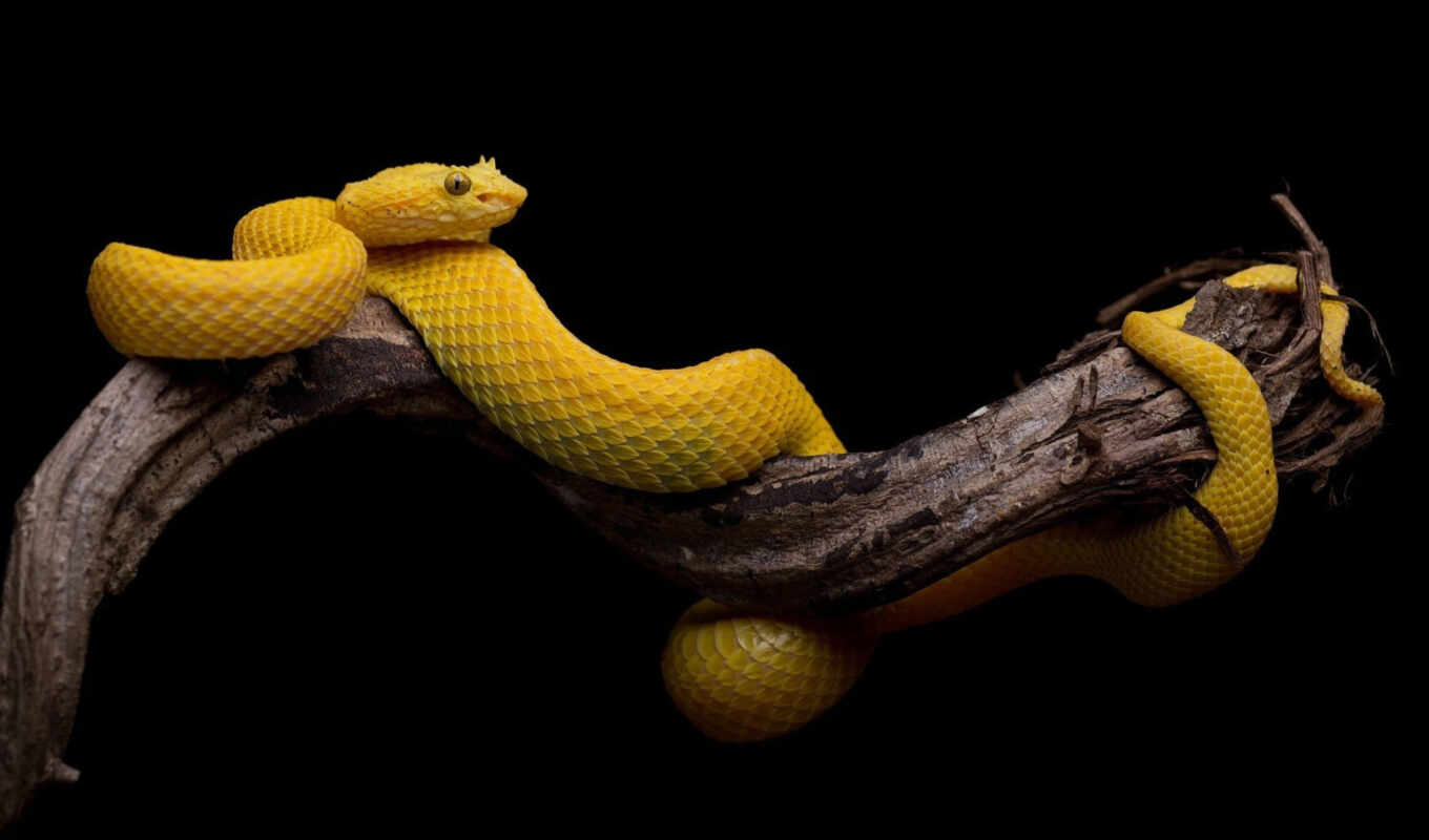 дерево, animal, viper, snake, yellow
