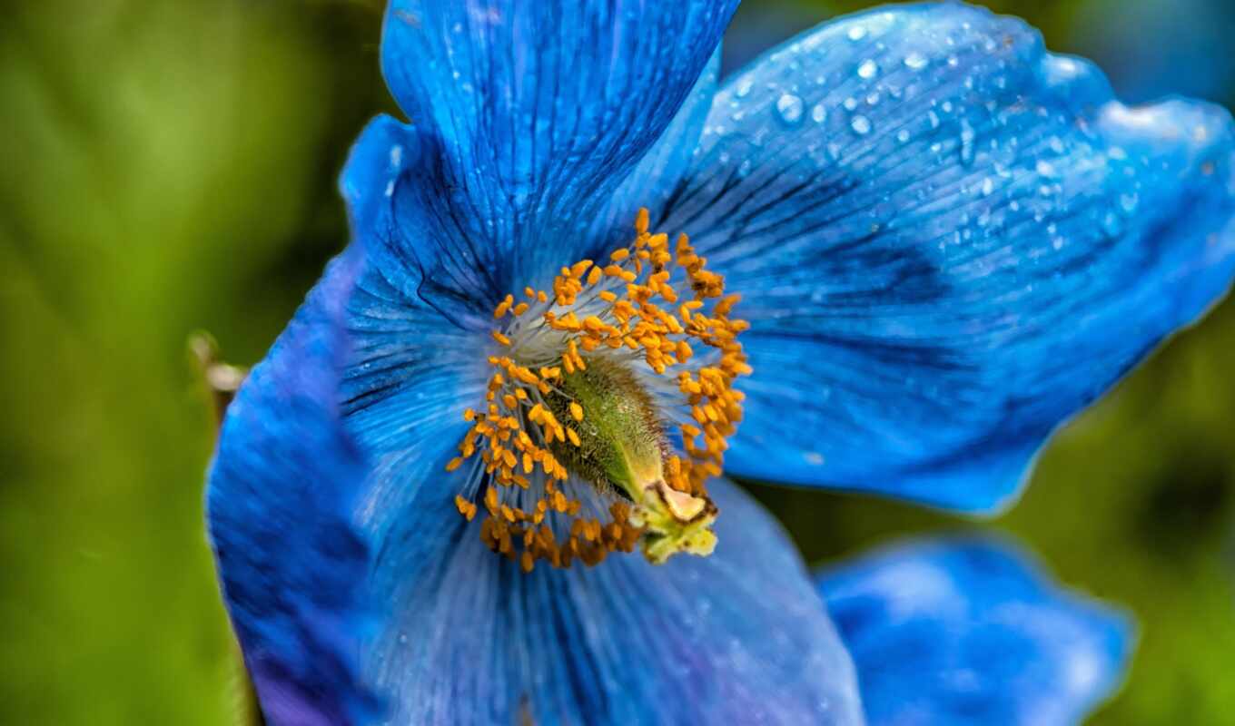blue, bee, design, content, which, a, poppy, hungarian, papaver, somniferum, place