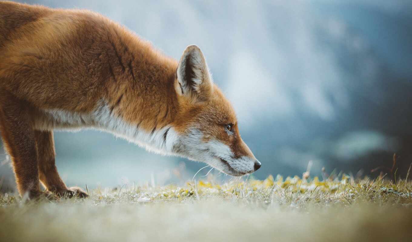 fox, animal, peak xfox