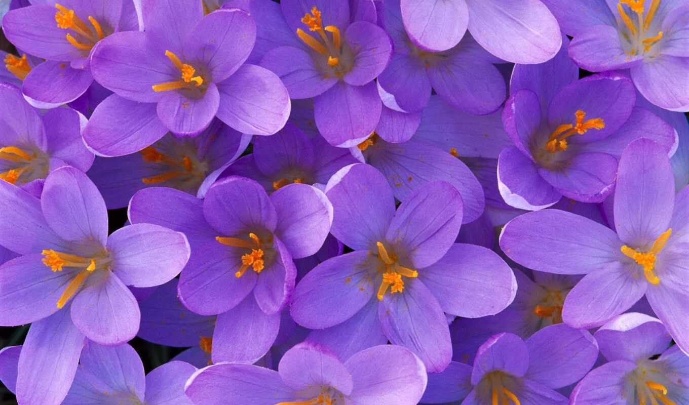 flowers, purple, crocus