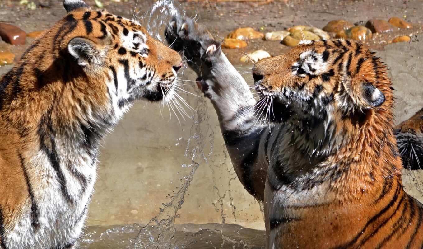 tigers, two, тигры, free, desktop, download, 