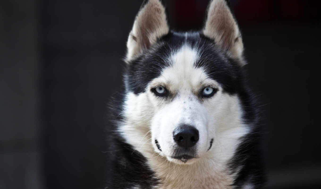 black, blue, white, глаза, cute, собака, eyes, хаски, опасность