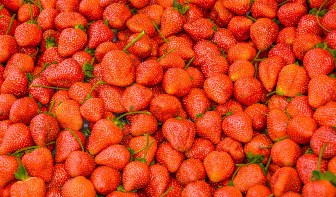 you, клубника, strawberries, урожай, рост, фрукты, ягоды