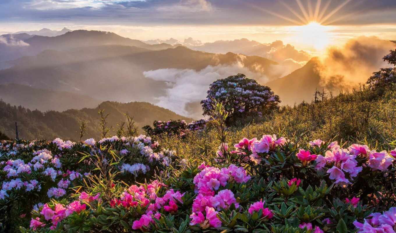 nature, photo, picture, sun, sunset, sunrise, mountain, beautiful, cvety