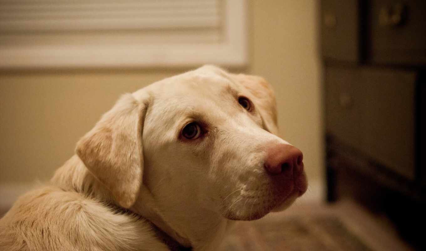 eyes, dog, see, Labrador, yellow, retriever, adult