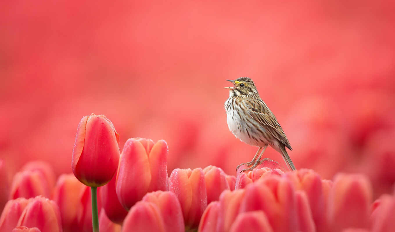 природа, хороший, цветы, птица, весна, тюльпан