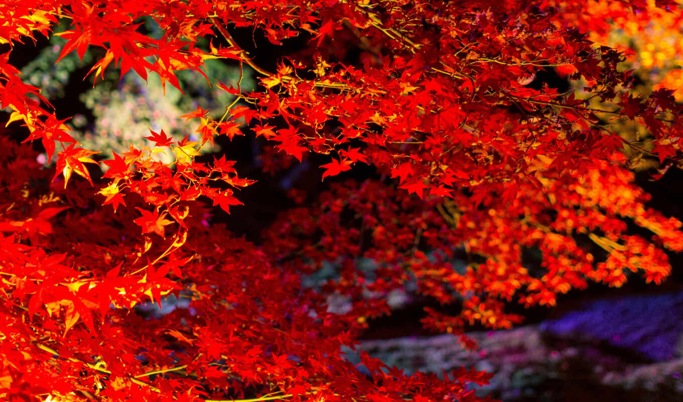 природа, free, red, дерево, добавить, оригинал, осень, твой, kartinika