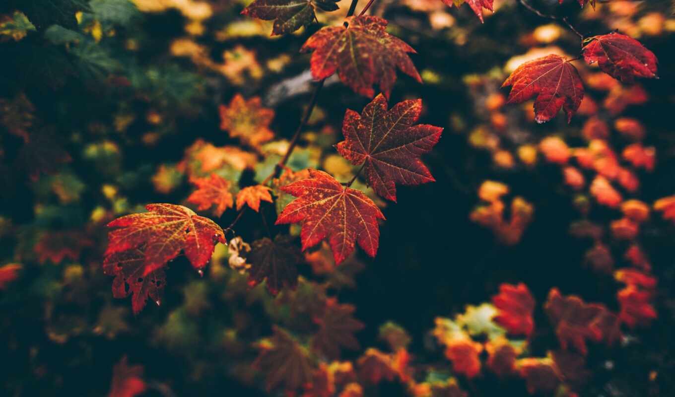 небо, drop, лист, red, добавить, осень, maple, leaf, ildar