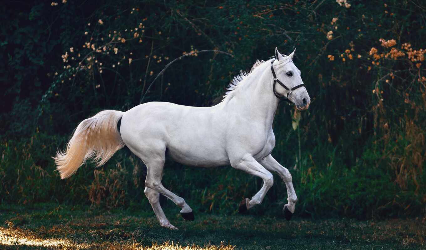 white, лошадь, animal, заказать, фотообои, artside