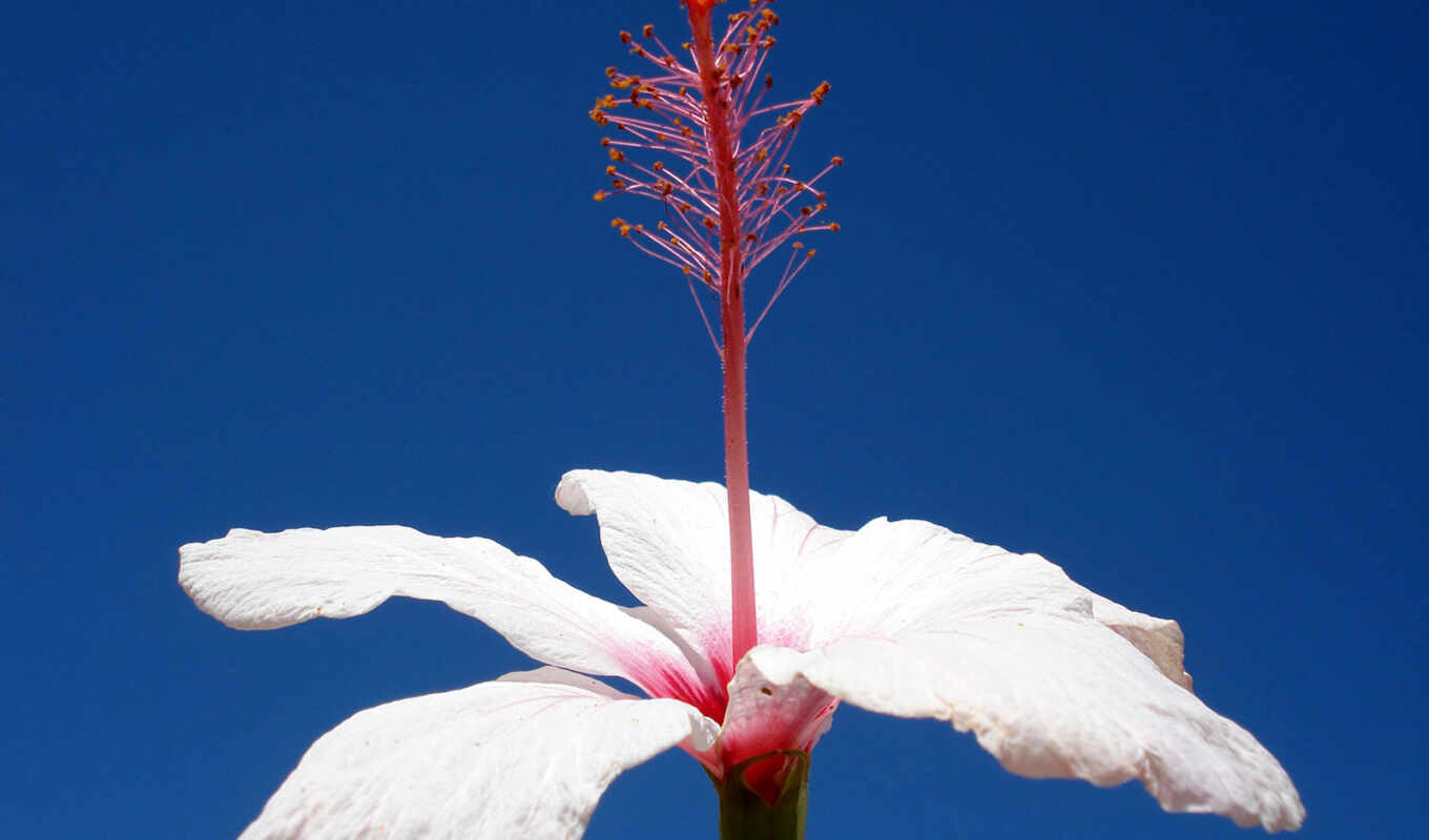 hibiscus, freeimage