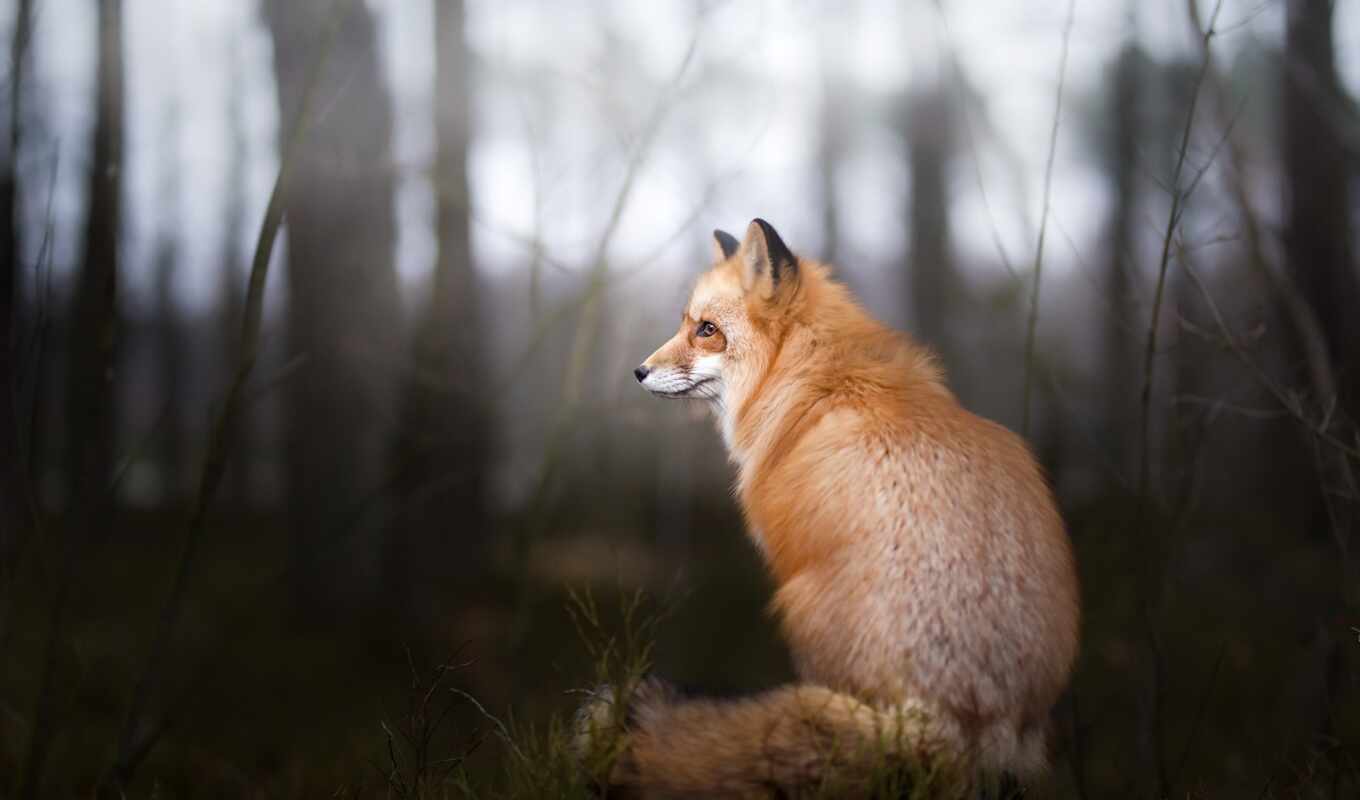 picture, forest, fox, sit