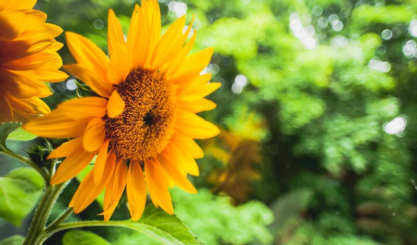 flowers, picture, green, leaves, sunflower, yellow