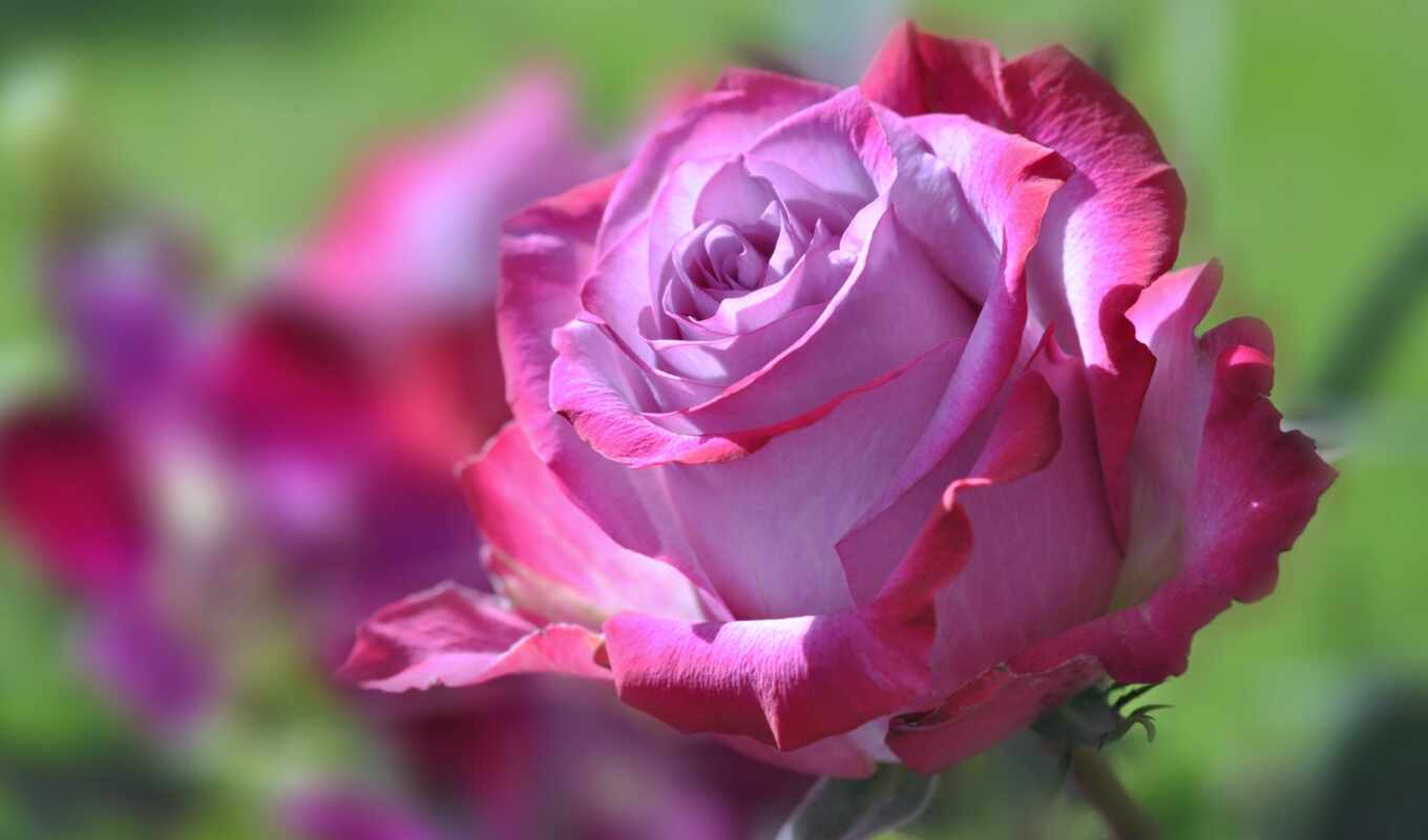 роза, телефон, free, картинка, flowers, stock, розовый, roses, бутон