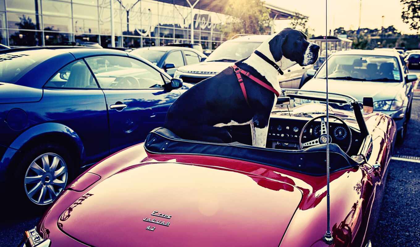 cars, собака, car, classic, jaguar, vehiclehi, машине