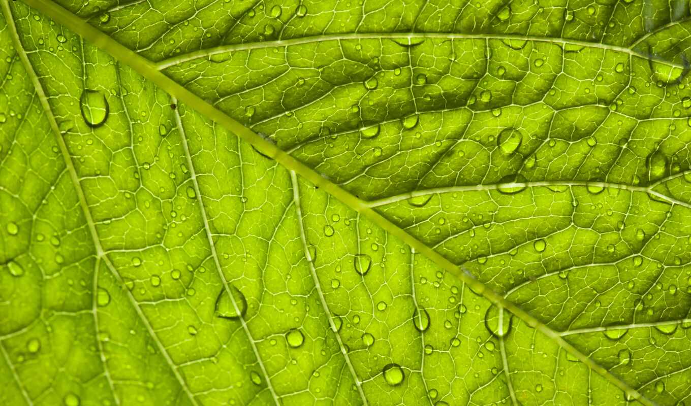 drop, листь, leaf, makryi