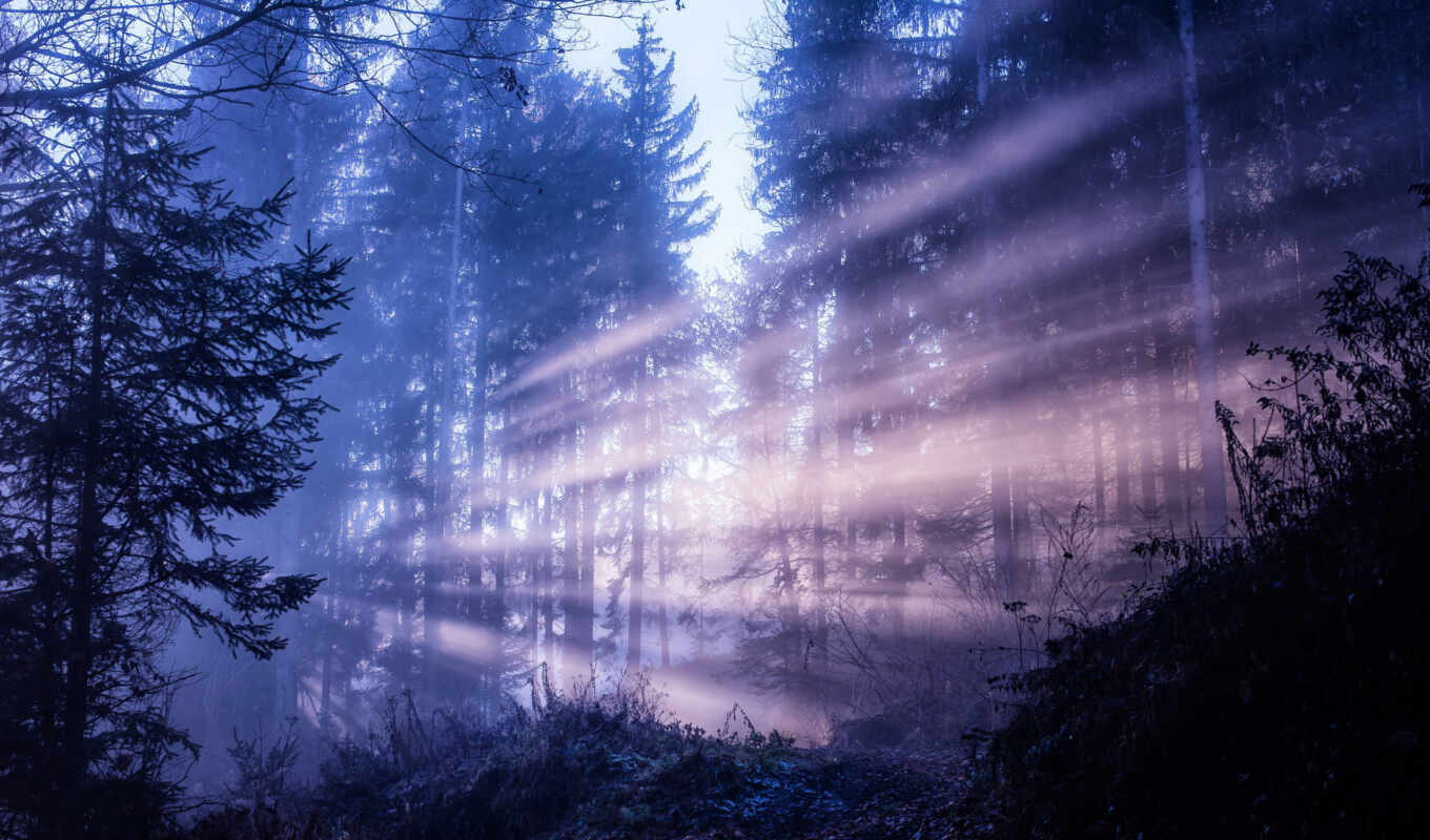 природа, небо, свет, дерево, ночь, лес, sunlight, туман, отражение, moonlight, fore