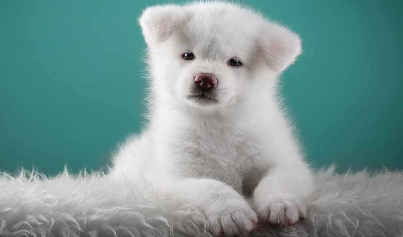 white, pic, puppy, animal