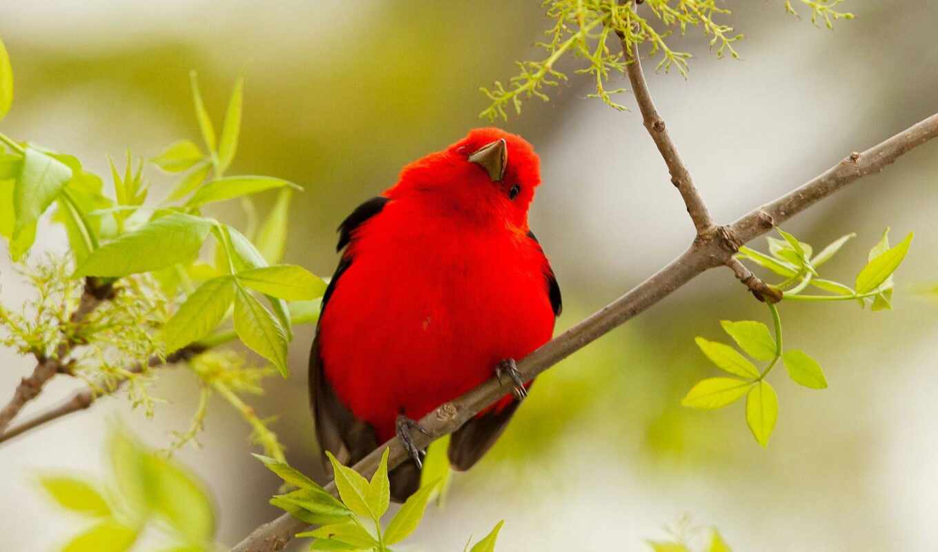 rouge, oiseau, tanager