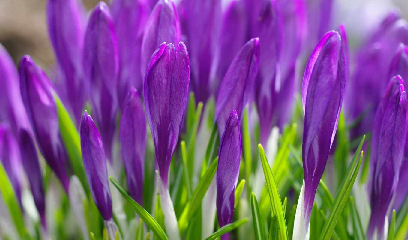 flowers, purple, crocus