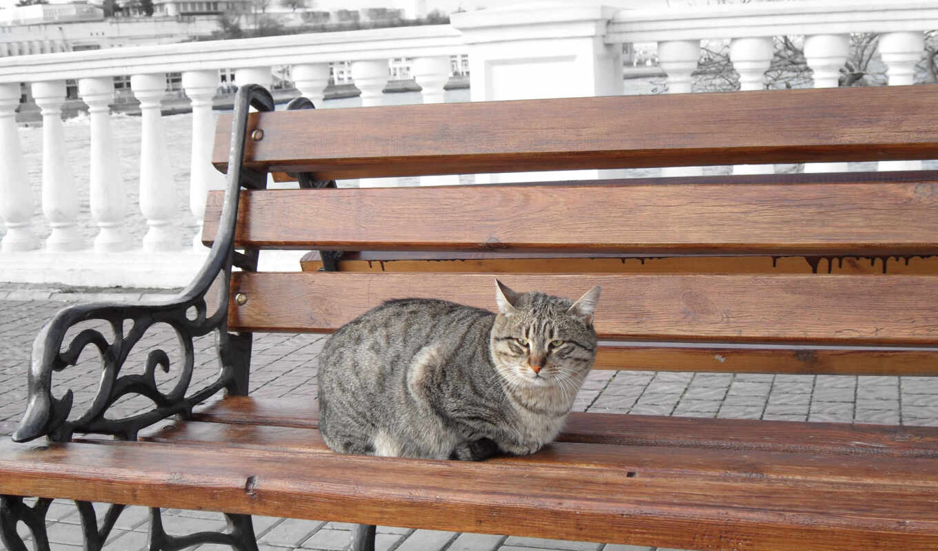 фото, кот, animal, полосатый, sit, скамейка, gato, banco