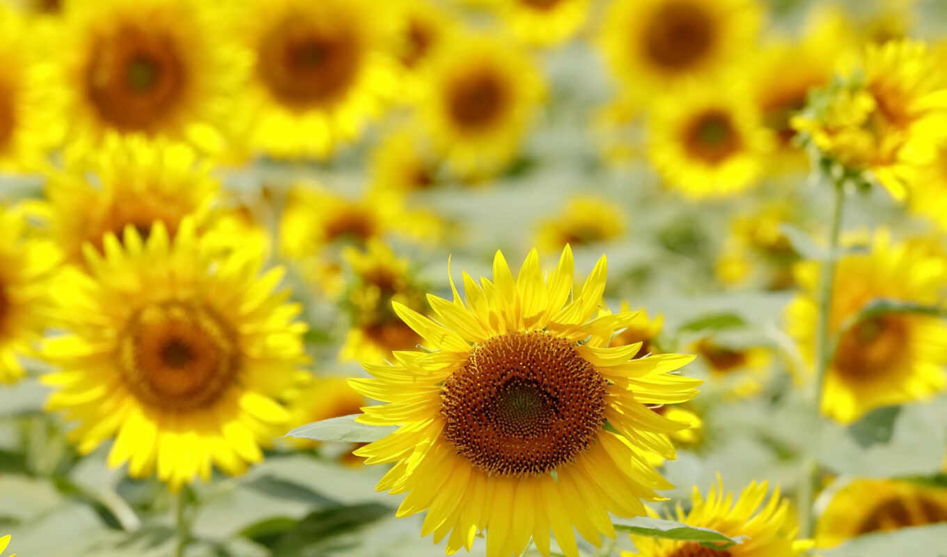 цветы, sun, поле, подсолнух, yellow, campo, telegram, girasol
