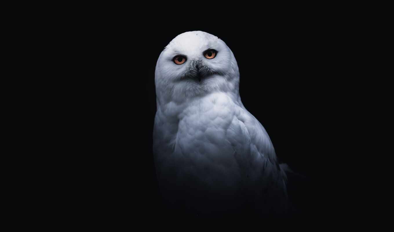 white, owl, portrait, bird