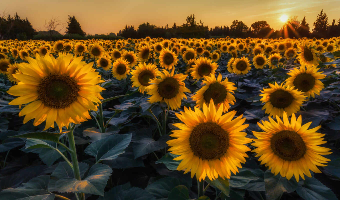 цветы, summer, поле, подсолнух