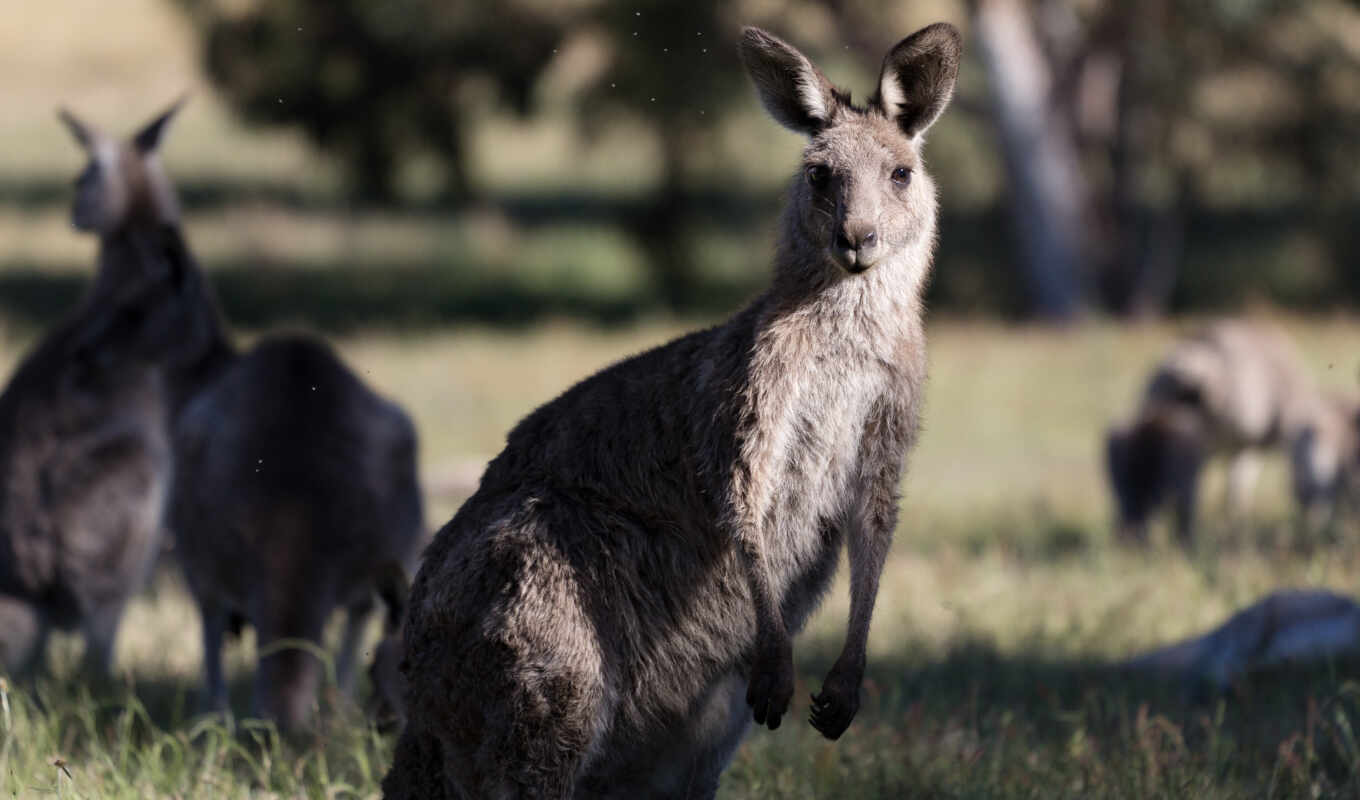 природа, animal, kangaroo