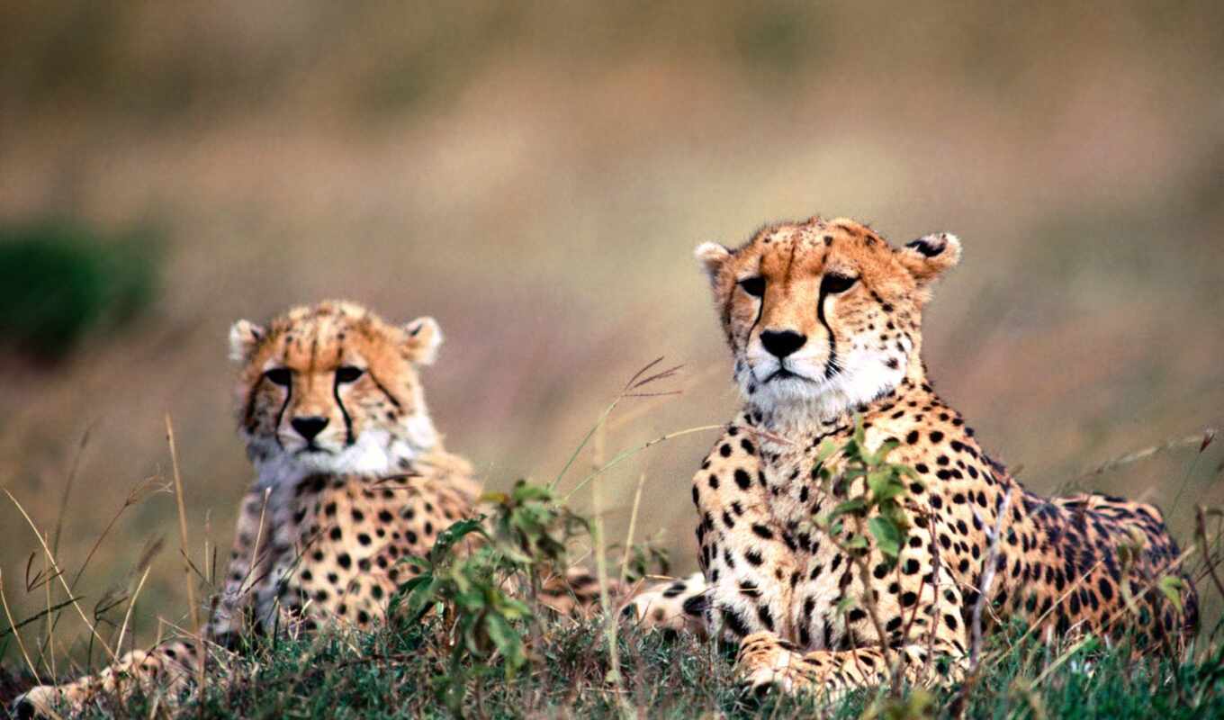 photos, cheetah, hepards
